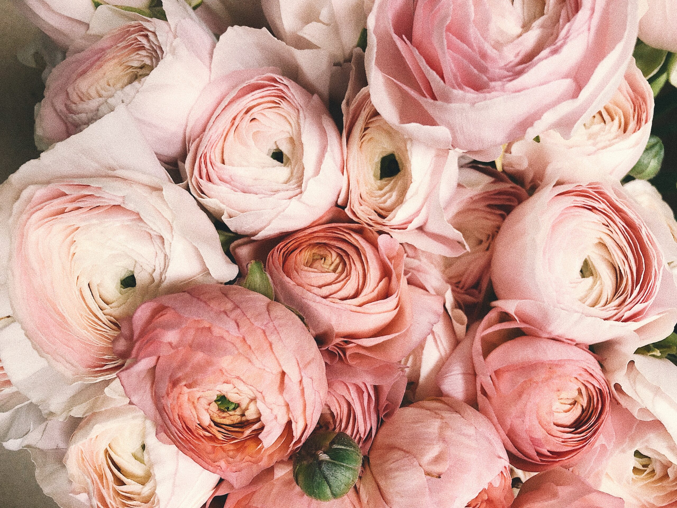 a cluster of pink roses