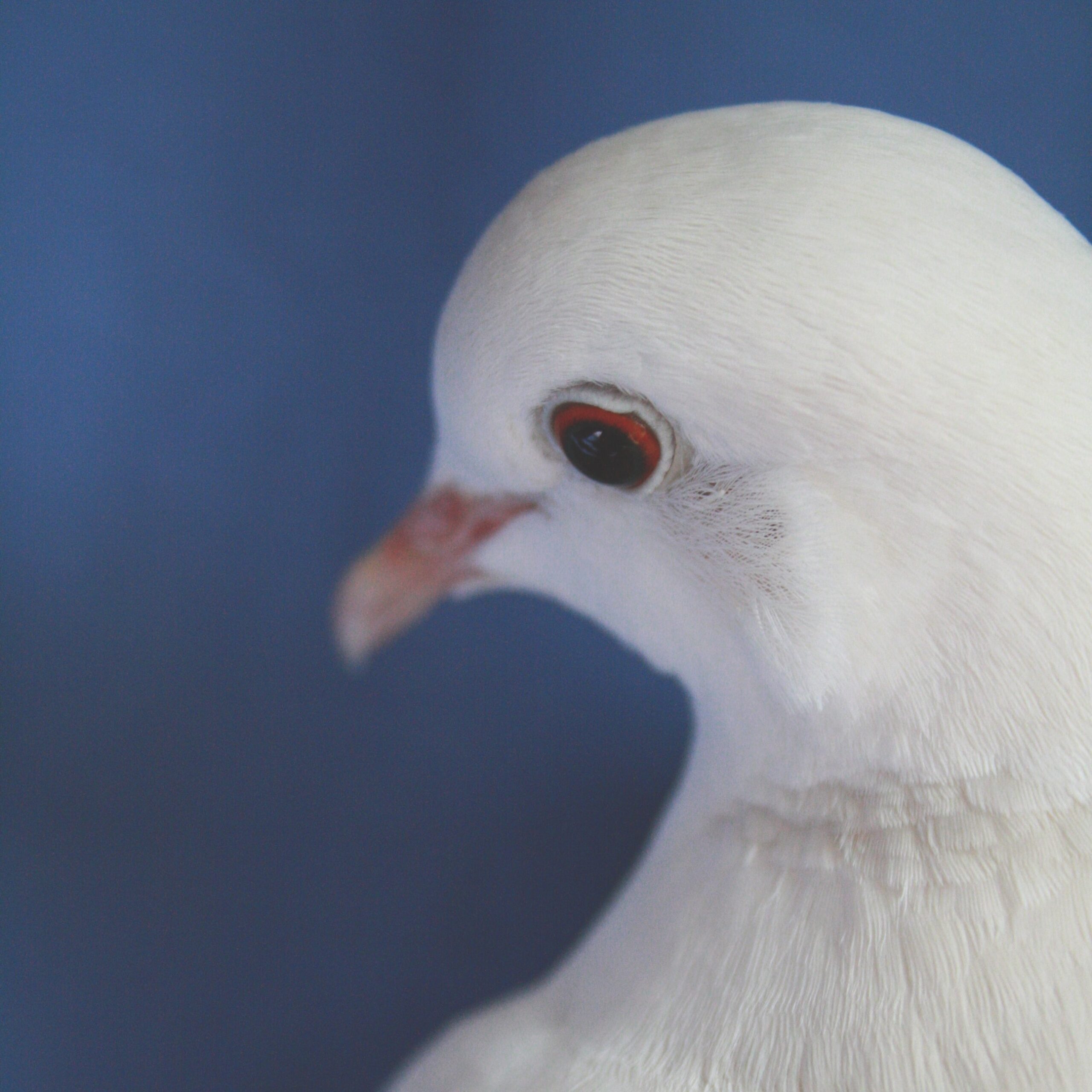 God the Father’s Heart; My Dove Episode 5