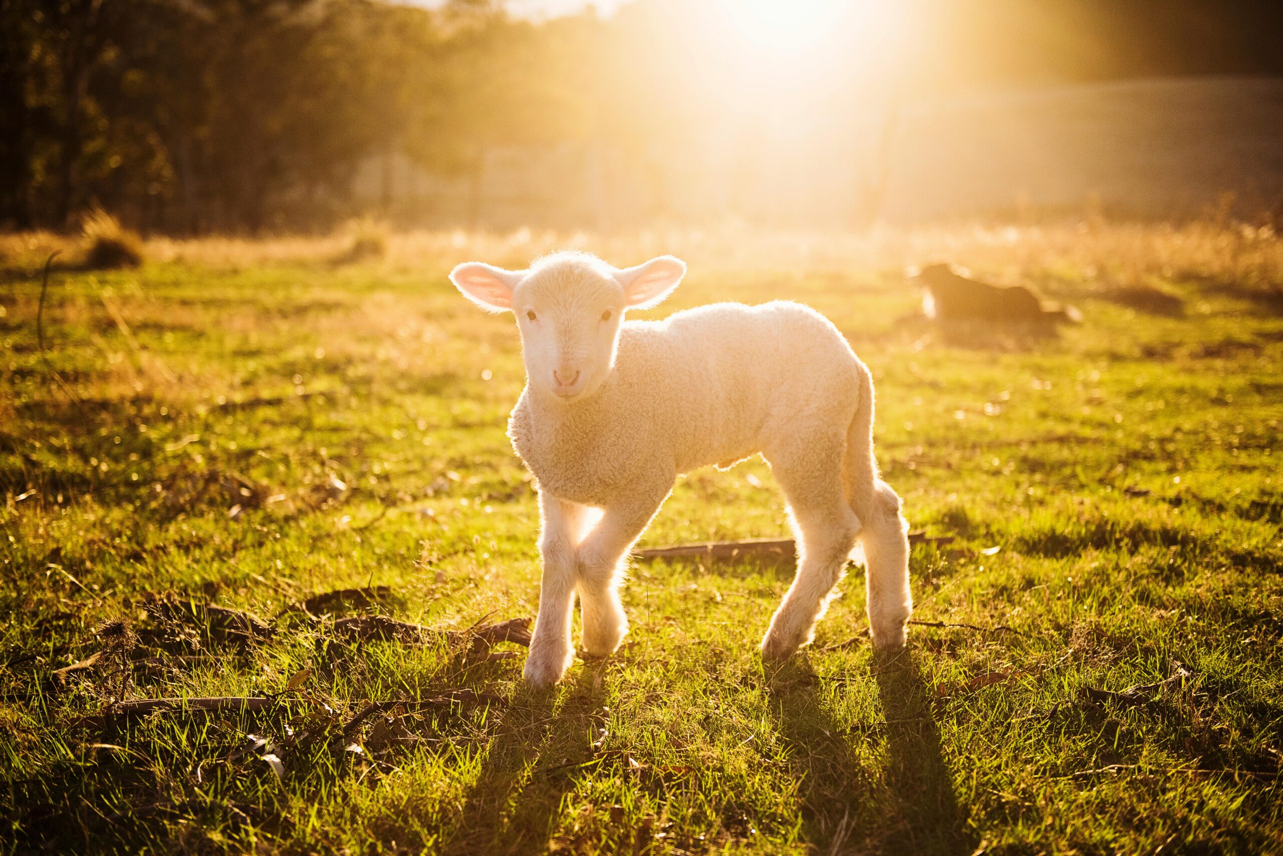 Shallow Focus Photography of White Lamb on Green Grass with sunset illuminating it