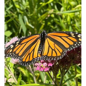 Monarch Resting